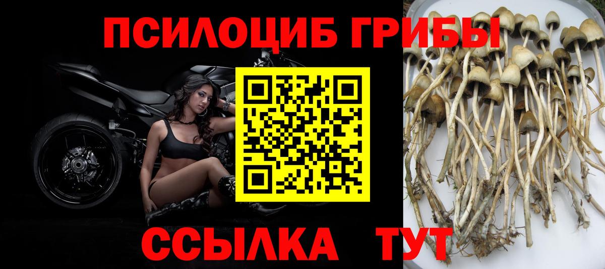 Псилоцибиновые грибы GOLDEN TEACHER Нововоронеж
